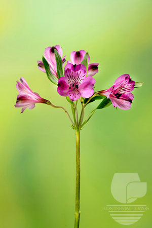 Alstroemerias Purple Cote D Azur Select
