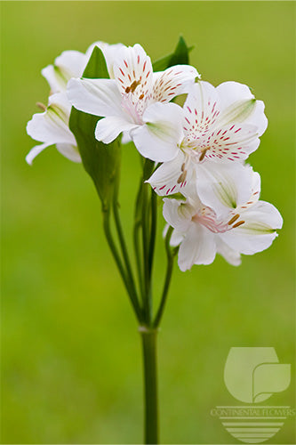 Alstroemerias White Fuji Fancy