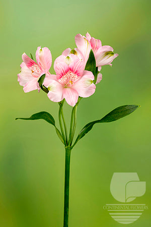 Alstroemerias Pink Kitty Select