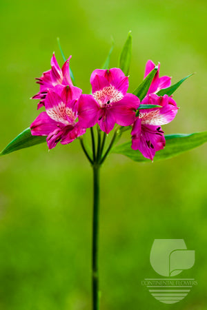 Alstroemerias Hot Pink Navarro Super Select