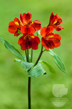 Alstroemerias Orange Tampa Select