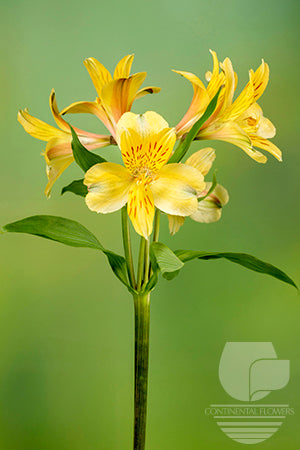 Alstroemerias Yellow Voyager Fancy