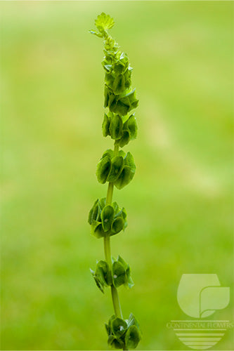 Bells Of Ireland Green - 70cm