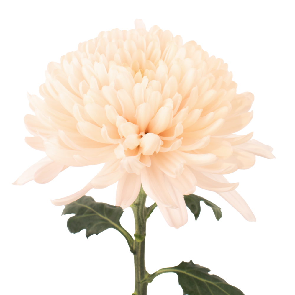 CREMON-PC-DOROTHY-frontal-2-r9mle3s6vx7n4pifzasygh22qqxz67pi8xtrwundao.png