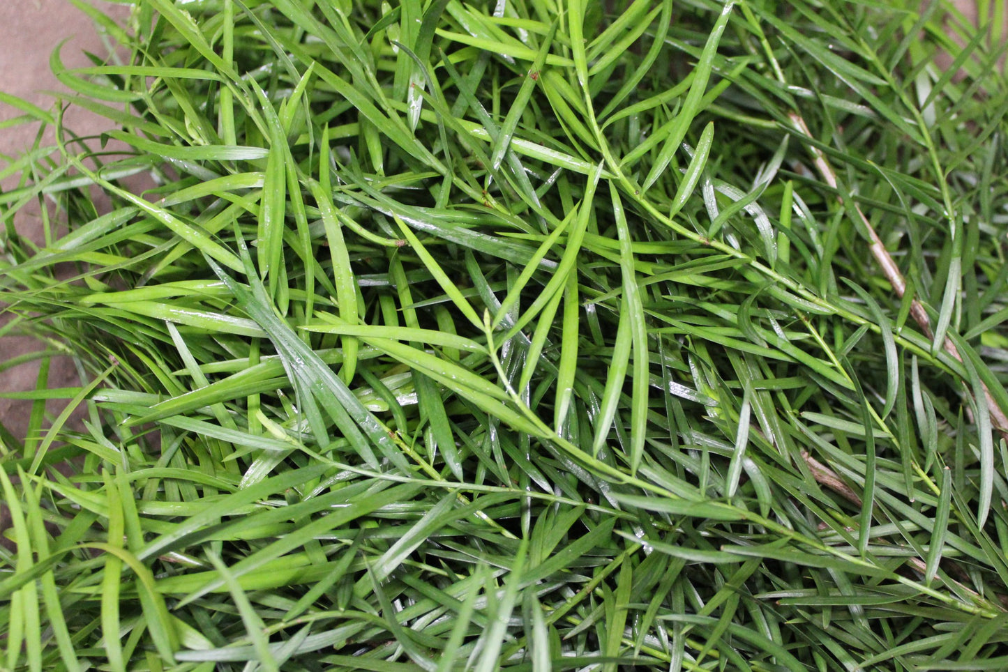 Podocarpus Weeping - 15 Pack