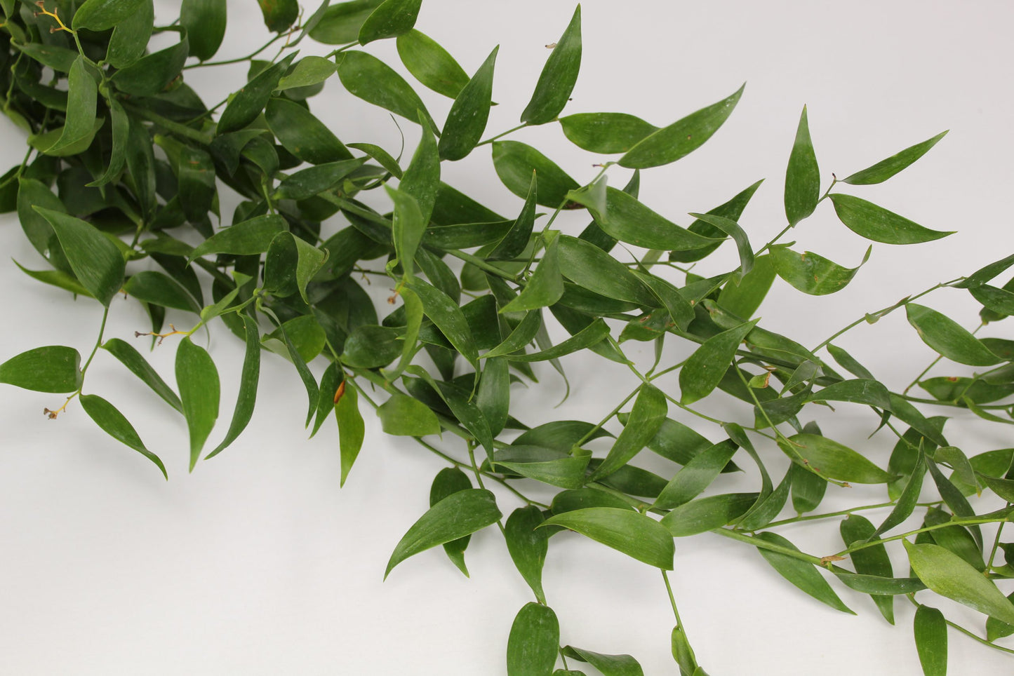 Ruscus Italian 150gr