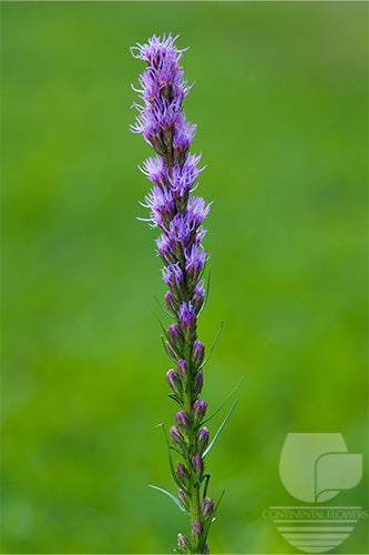 Liatris Purple - 90cm