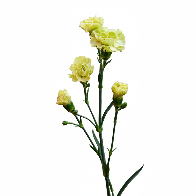Mini Carnations Green - Select