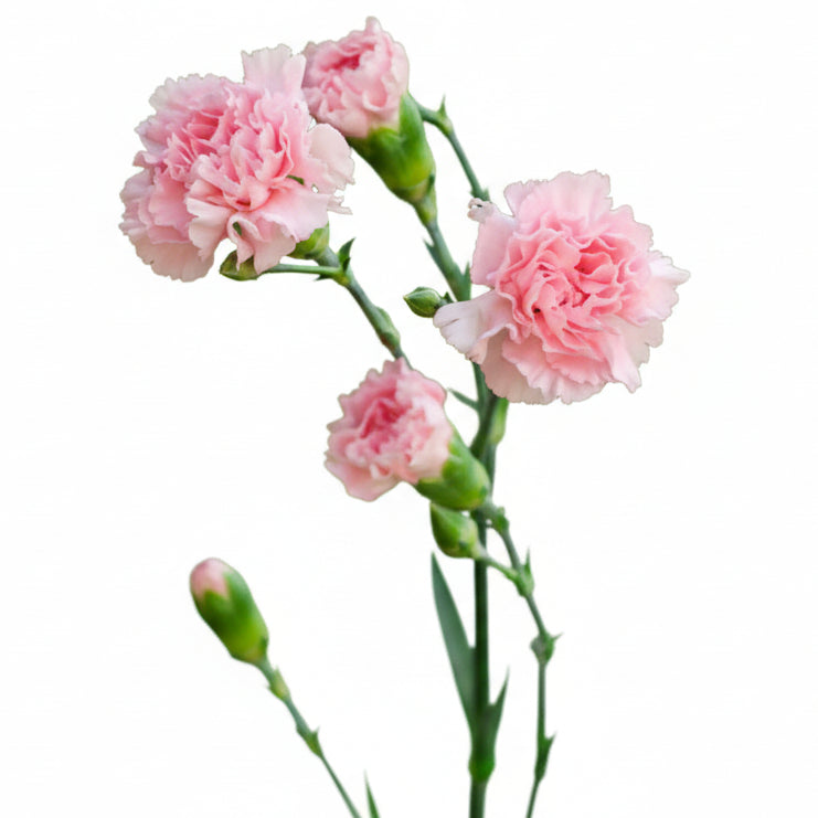 Mini Carnations Light Pink - Select