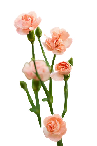 Mini Carnations Peach - Select