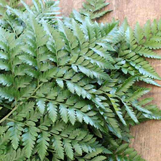 Leatherleaf - 30 Pack