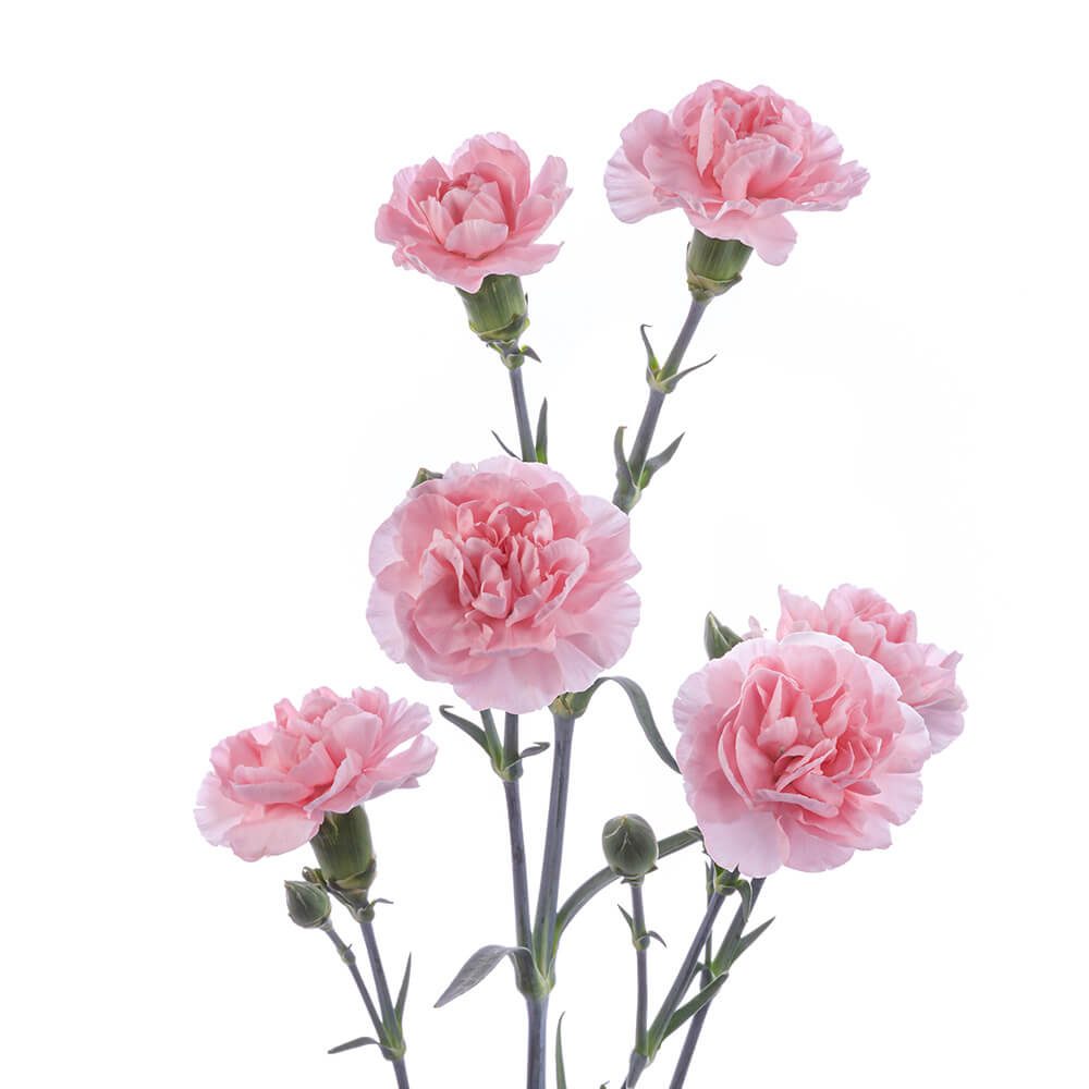 ROSEMARYg-osyj5h9fyhp7x7wz4k30ygqr48pjpkcekj9i5i8hlc.jpg
