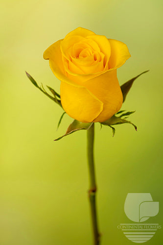 Roses Yellow Momentum 60cm