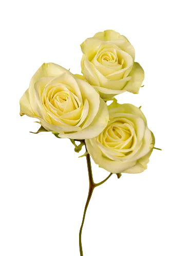 Spray Rose White Floreana 50cm