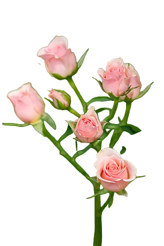 Spray Rose Light Pink Ilse 50cm
