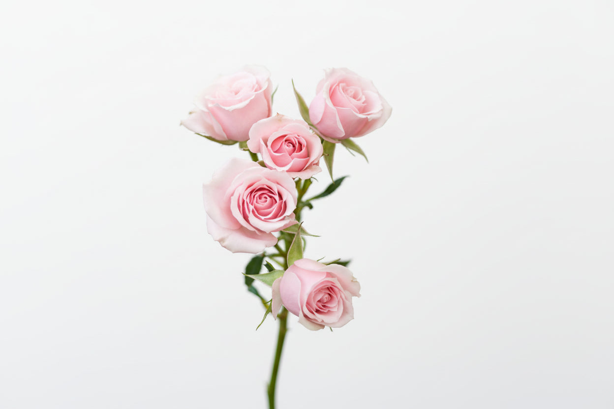Spray Rose Light Pink Majolika 50cm