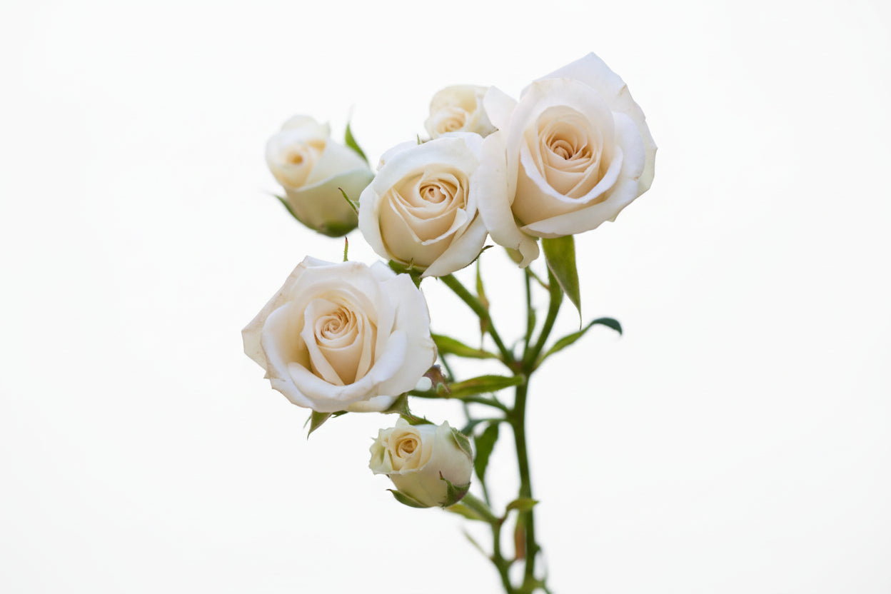 Spray Rose White Majolika 50cm