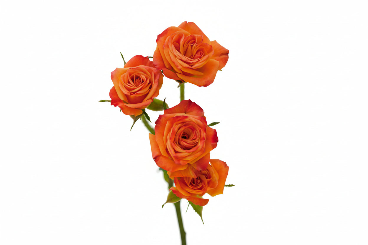 Spray Rose Orange Mambo 50cm