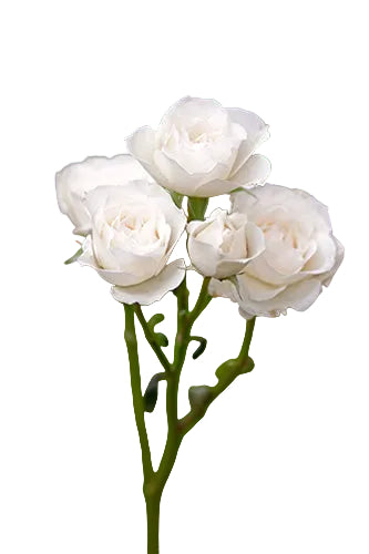 Spray Rose White Princess 50cm test