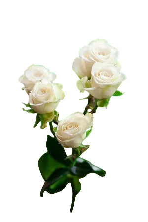 Spray Rose White Snowflake 50cm