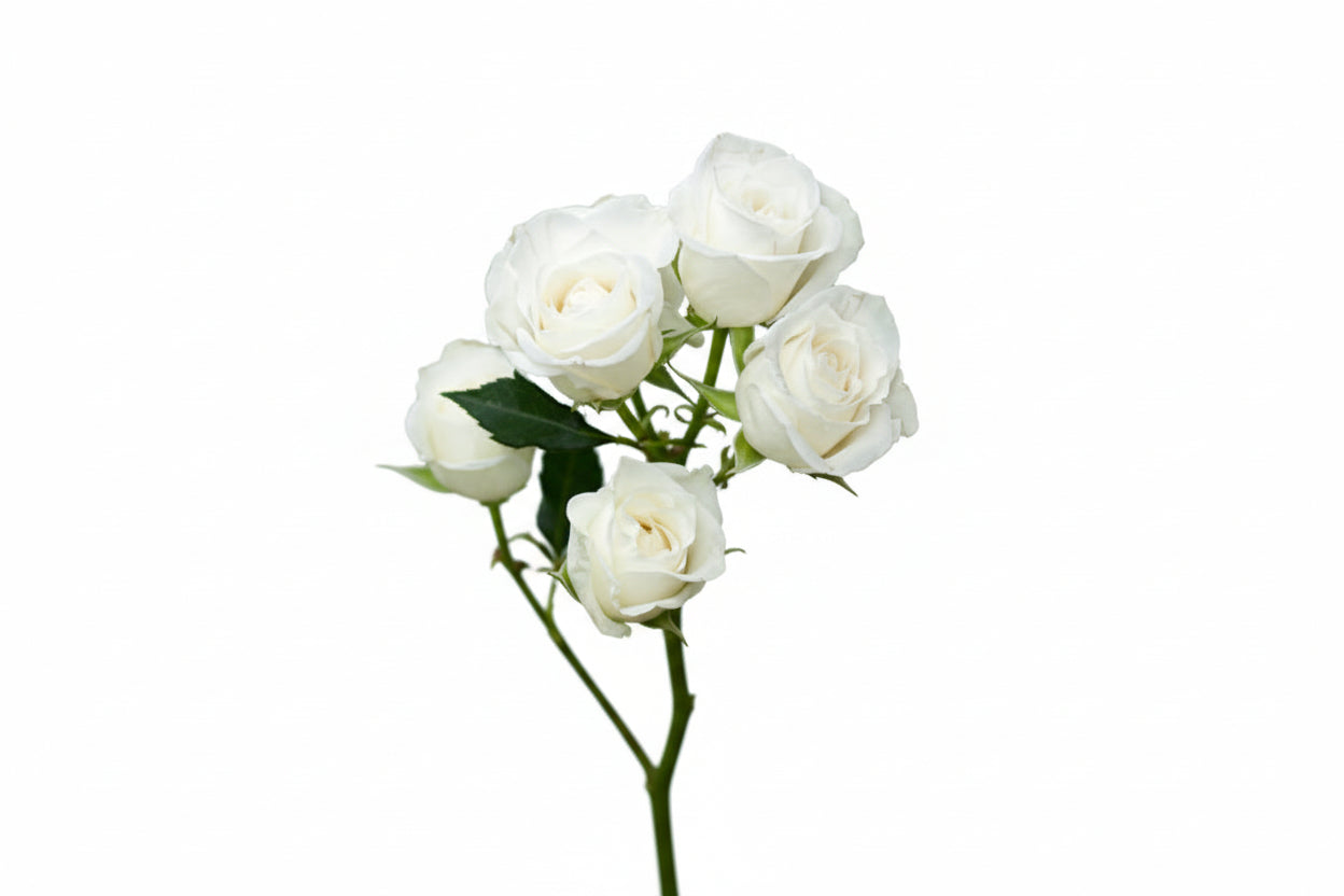 Spray Rose White Viviane 40cm