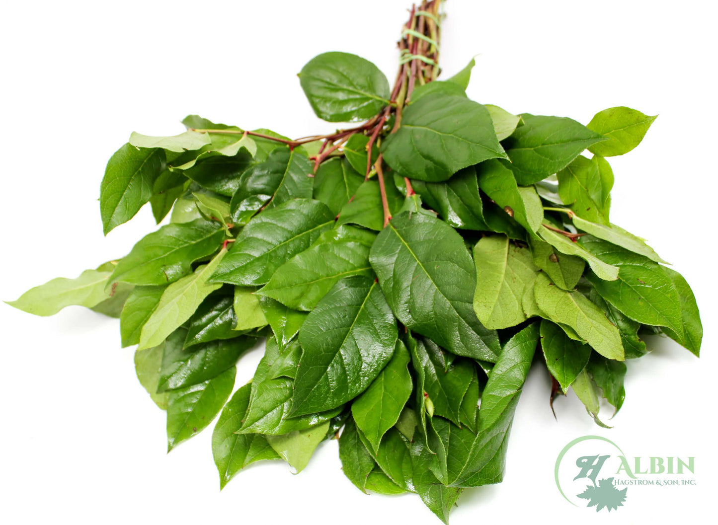 Salal - 10 Pack