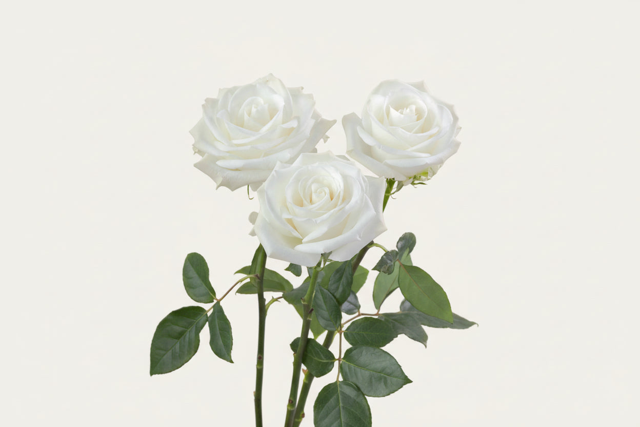 Tibet_Rose_Trio_View_Rosaprima.jpg