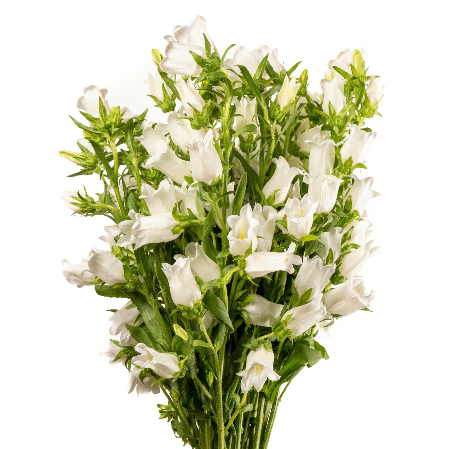 esmeralda-farms-campanula-champion-white-1.jpg