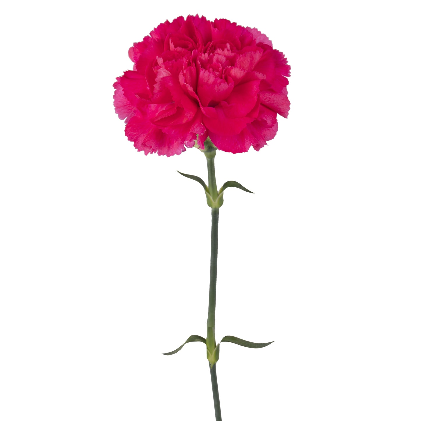 esmeralda-farms-carnation-hot-pink-WEB-1.jpg