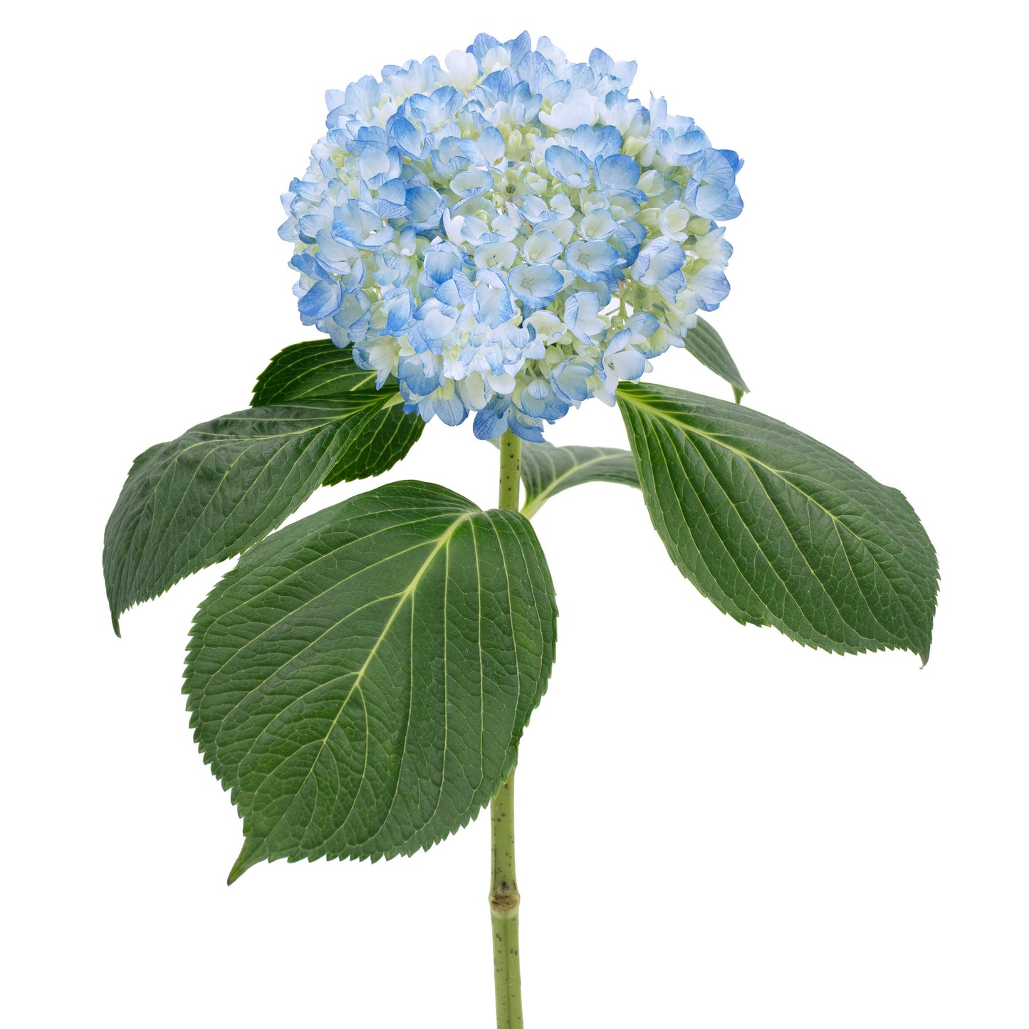 esmeralda-farms-hydrangea-azul-WEB-3.jpg