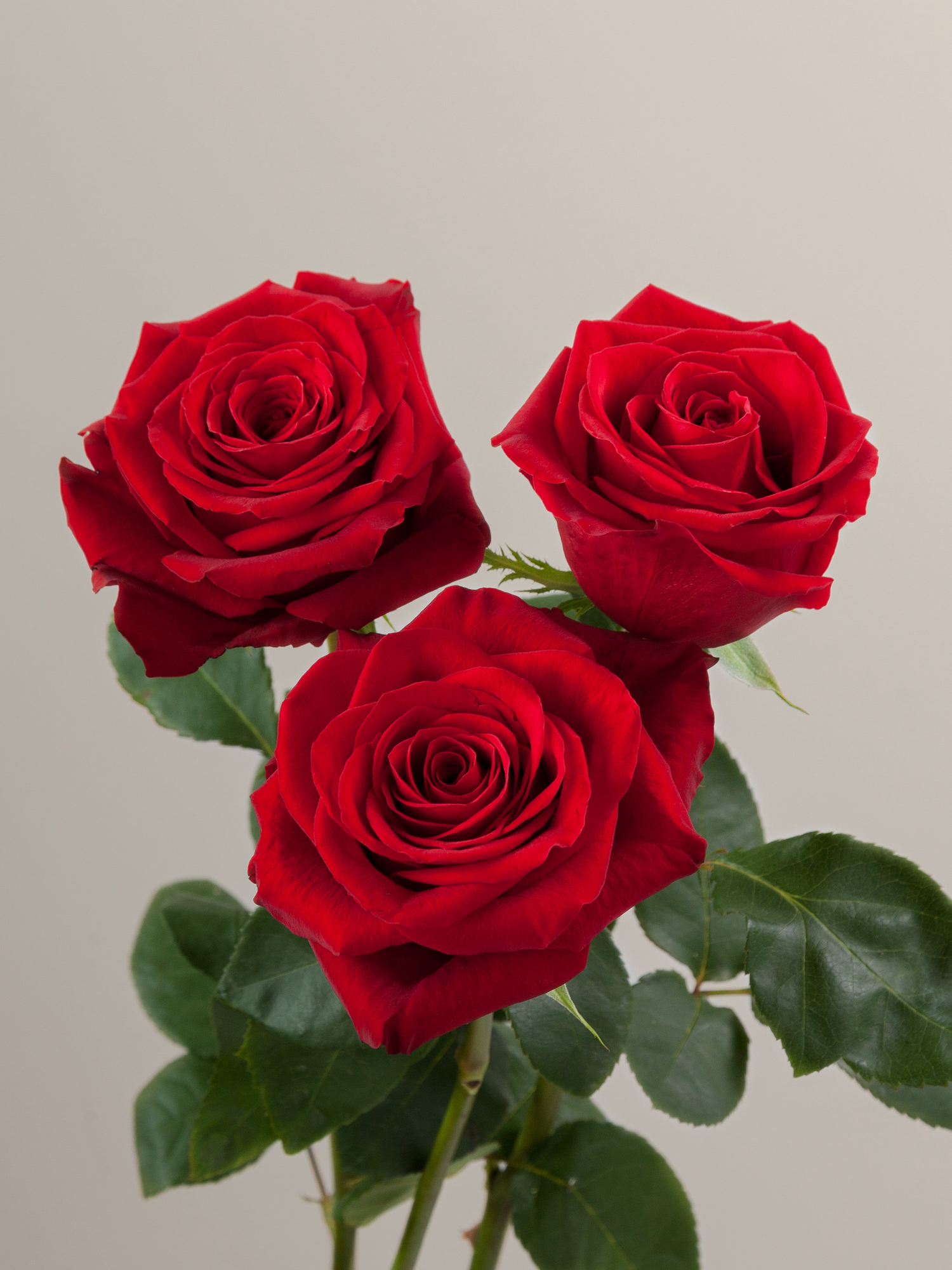 Roses