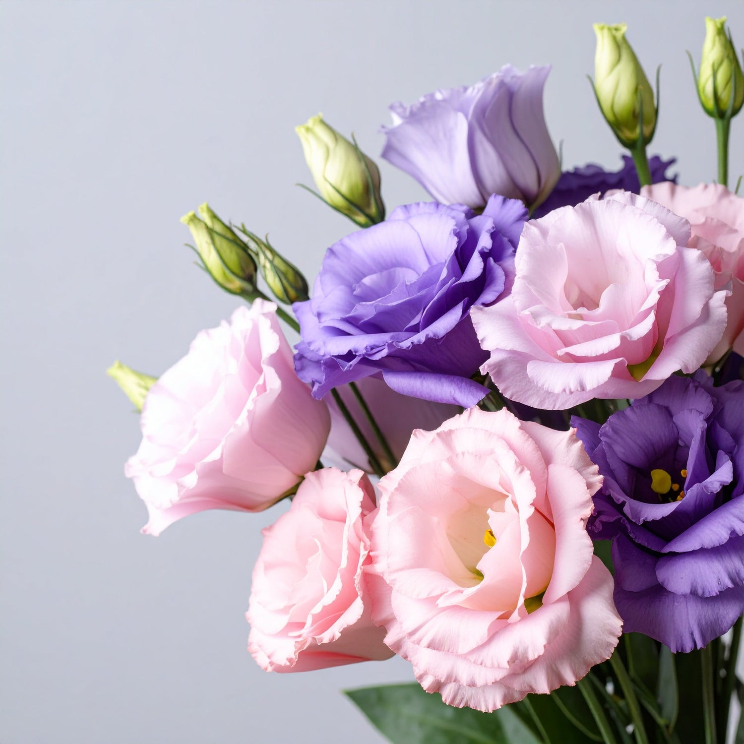 Lisianthus