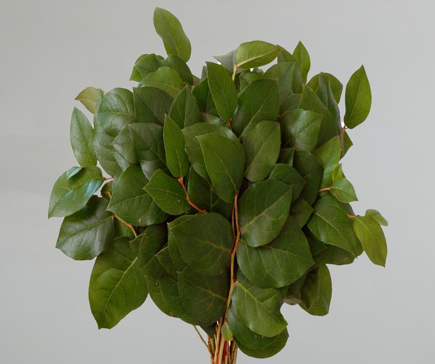 Salal