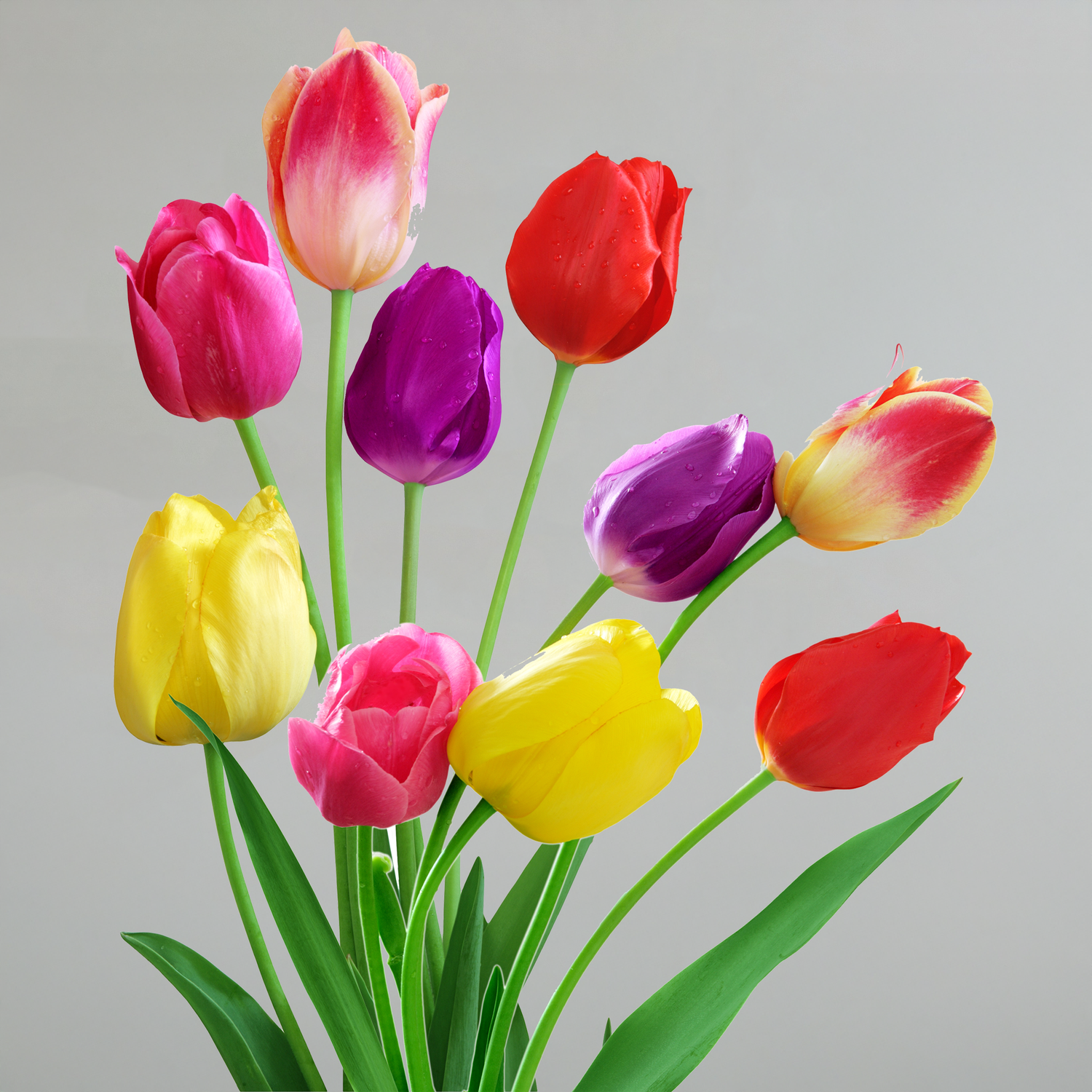 Tulip