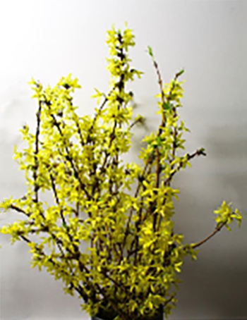 Woody Blossoms