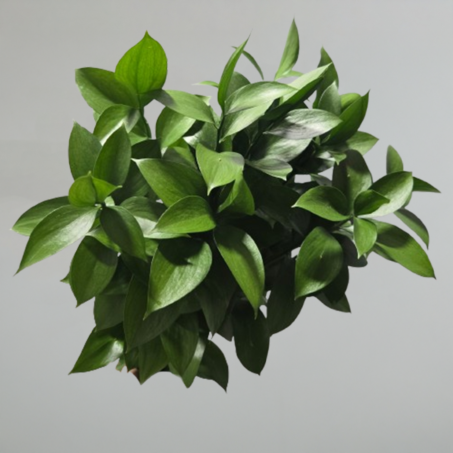 Ruscus