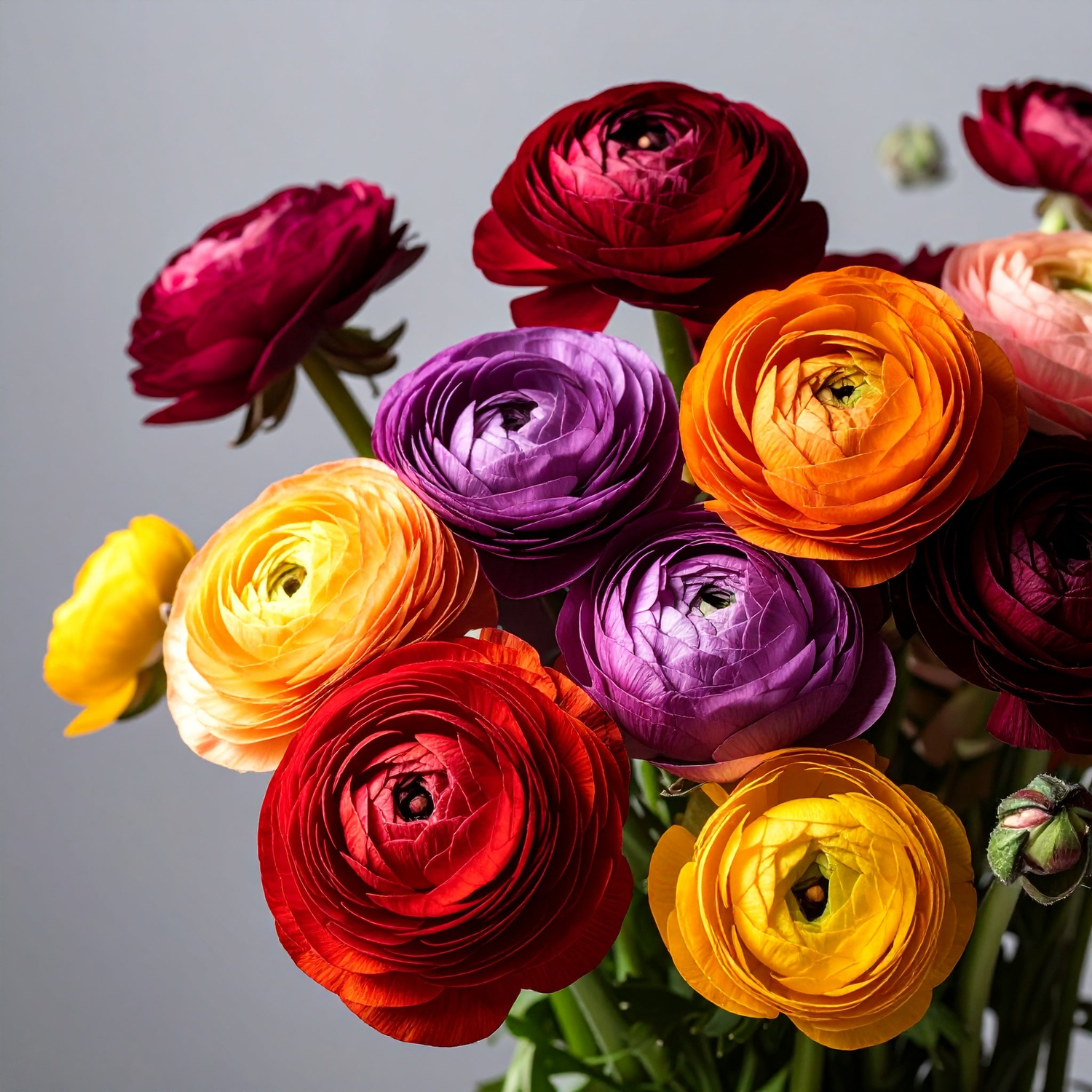 Ranunculus
