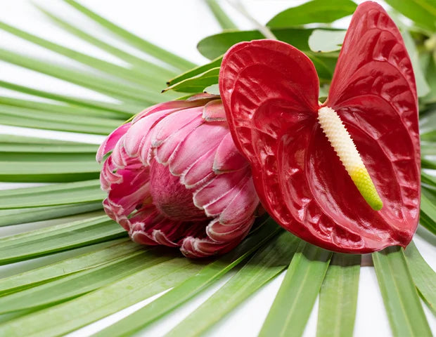 Tropicals