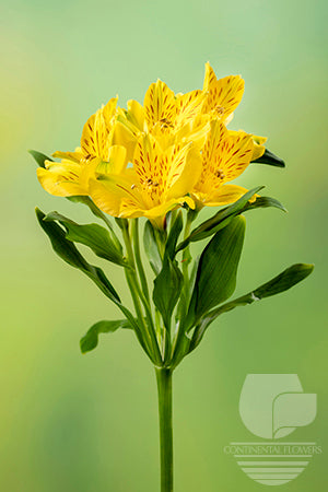 compare product Alstroemerias Yellow Bellastar Select