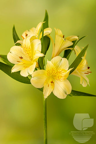 Alstroemerias Yellow Cheesecake Fancy