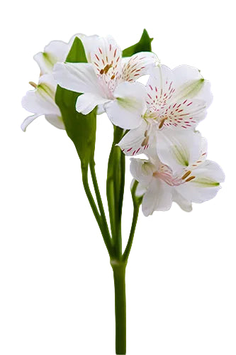 Alstroemerias White Fuji Select
