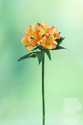 Alstroemerias Orange Gypsy Fancy