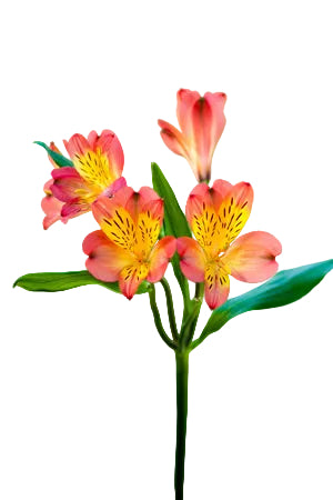 Alstroemerias Orange Lucero Select