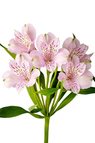 compare product Alstroemerias Lavender Mila Super Select