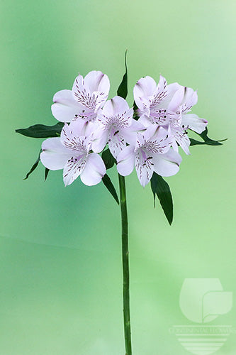 compare product Alstroemerias Lavender Napoleon Super Select