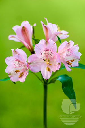 Alstroemerias Pink Prima Donna Select