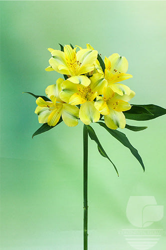 compare product Alstroemerias Yellow Sunny Lady Select