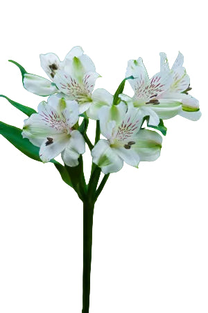 Alstroemerias White Virginia Fancy