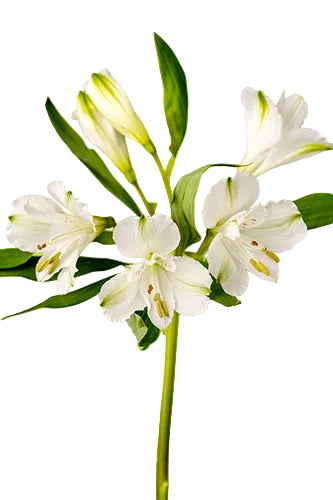 Alstroemerias White Winterfell Select