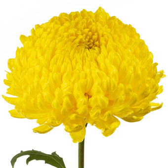 compare product Super Mums Yellow Astroid